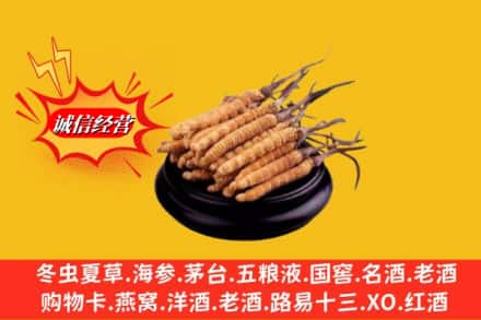 偏关县求购回收虫草多少钱每克